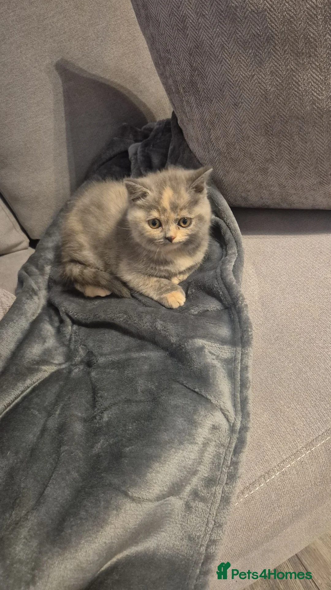 British Shorthair cats for sale: British short hair for sale  in Sheffield - Advert 4