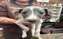 Whippet dogs for sale: Whippet pups x14 - Advert 21