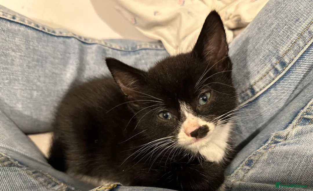 Mixed Breed cats for sale: Three beautiful kitten ready! - Advert 5