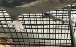 Parakeets birds for sale:  Hand-Tame Quaker Parrot Large Cage  Food & Toys  - Image 7