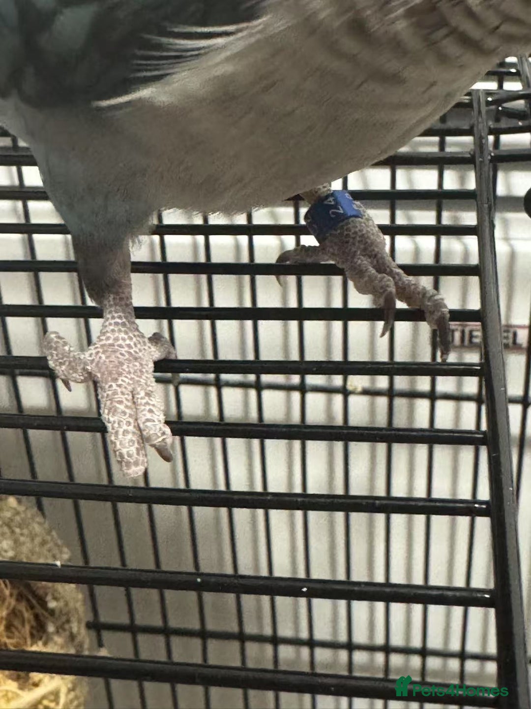 Parakeets birds for sale:  Hand-Tame Quaker Parrot Large Cage  Food & Toys  - Image 7