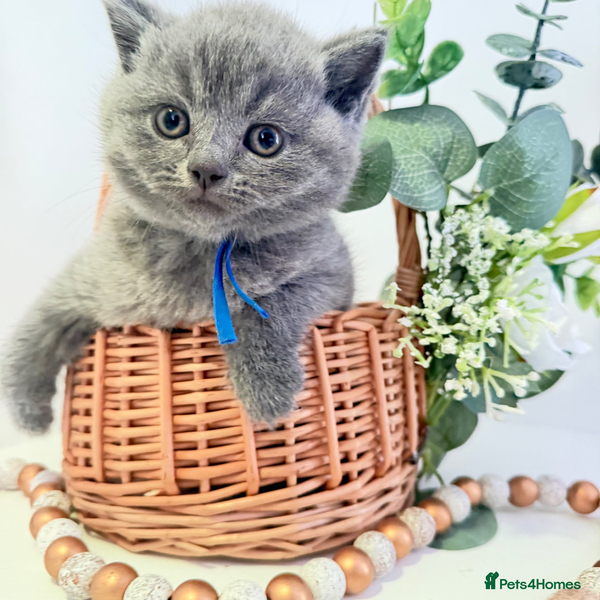 British Shorthair cats GCCF British short hair boy  - Advert 2