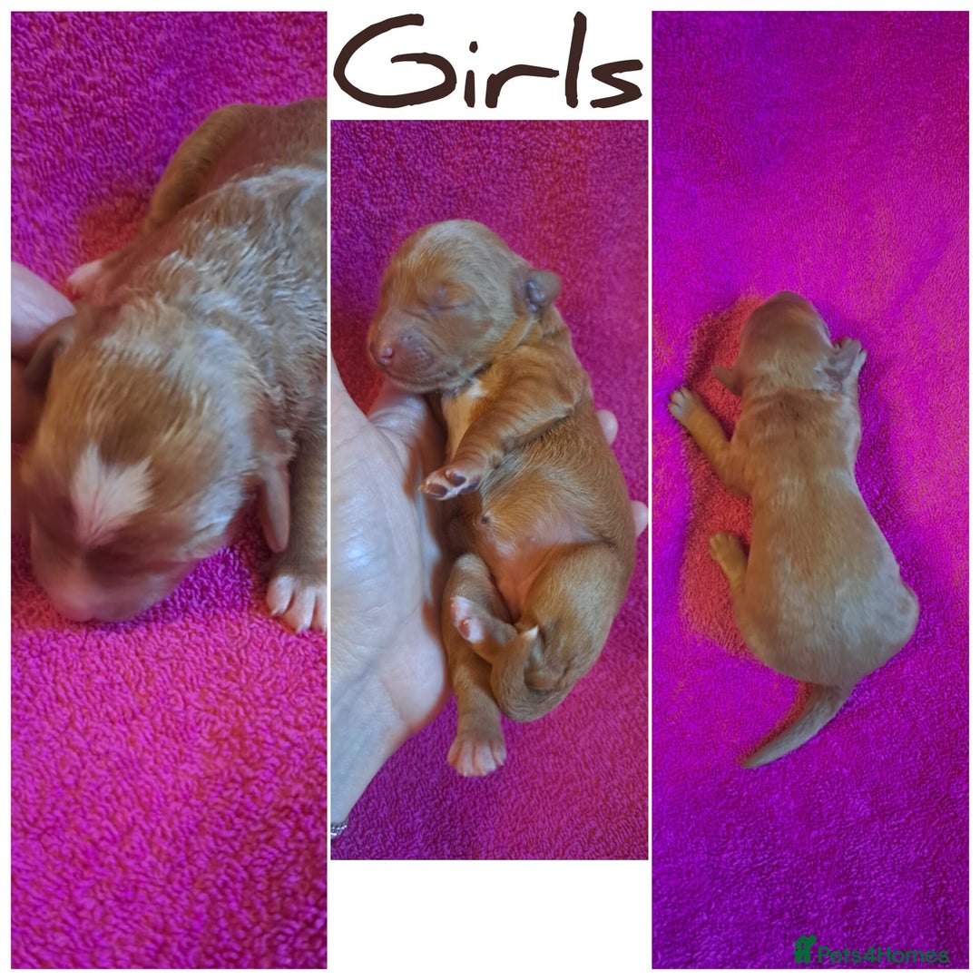 Australian Labradoodle dogs for sale: Australian Labradoodle puppies in Basildon - Image 19