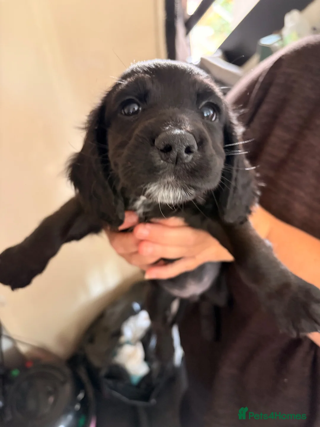Mixed Breed dogs for sale: Chi Spaniel - Advert 16