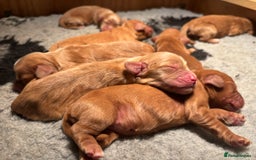 Cocker Spaniel dogs for sale: Planned litter of wcs NOW ARRIVED  - Image 4