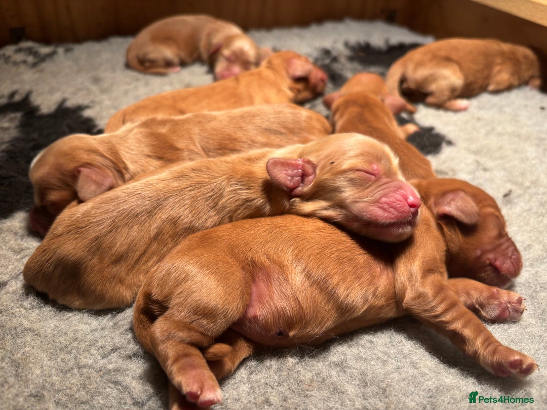 Cocker Spaniel dogs for sale: Planned litter of wcs NOW ARRIVED  - Image 4