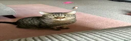 Domestic Shorthair cats for sale: 4 year old neutered male cat in High Wycombe - Advert 4