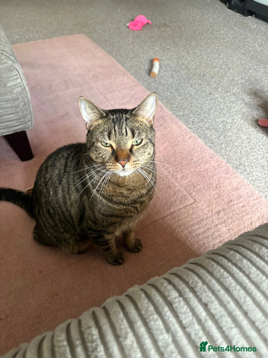 Domestic Shorthair cats for sale: 4 year old neutered male cat in High Wycombe - Advert 4