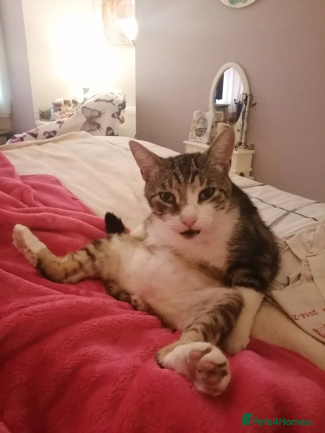 Mixed Breed cats for sale: Cats needing new home due to owner's ill health - Advert 2