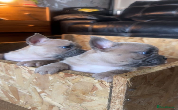French Bulldog dogs - Advert 1