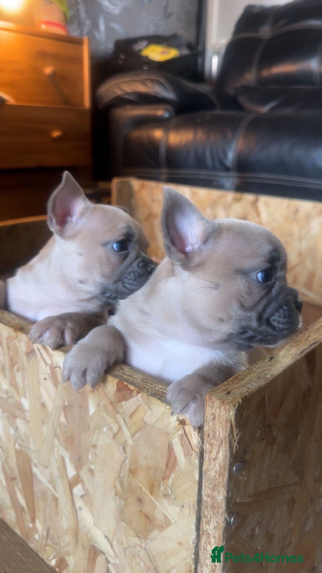 French Bulldog dogs for sale: 2 x French Bulldog Puppies (1 Boy & 1 Girl) - Image 1