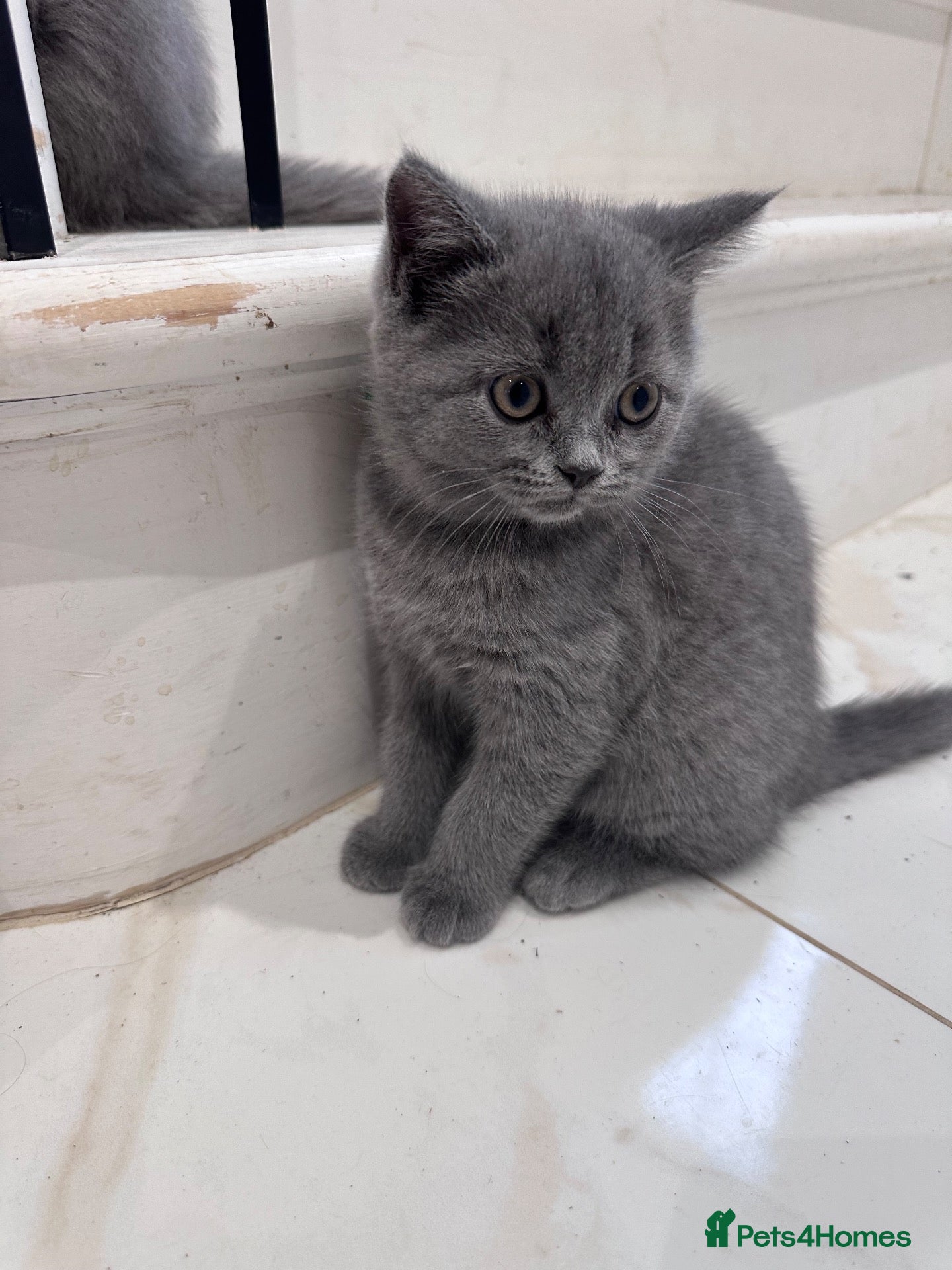 Persian cats for sale: Persian Kittens - Advert 13