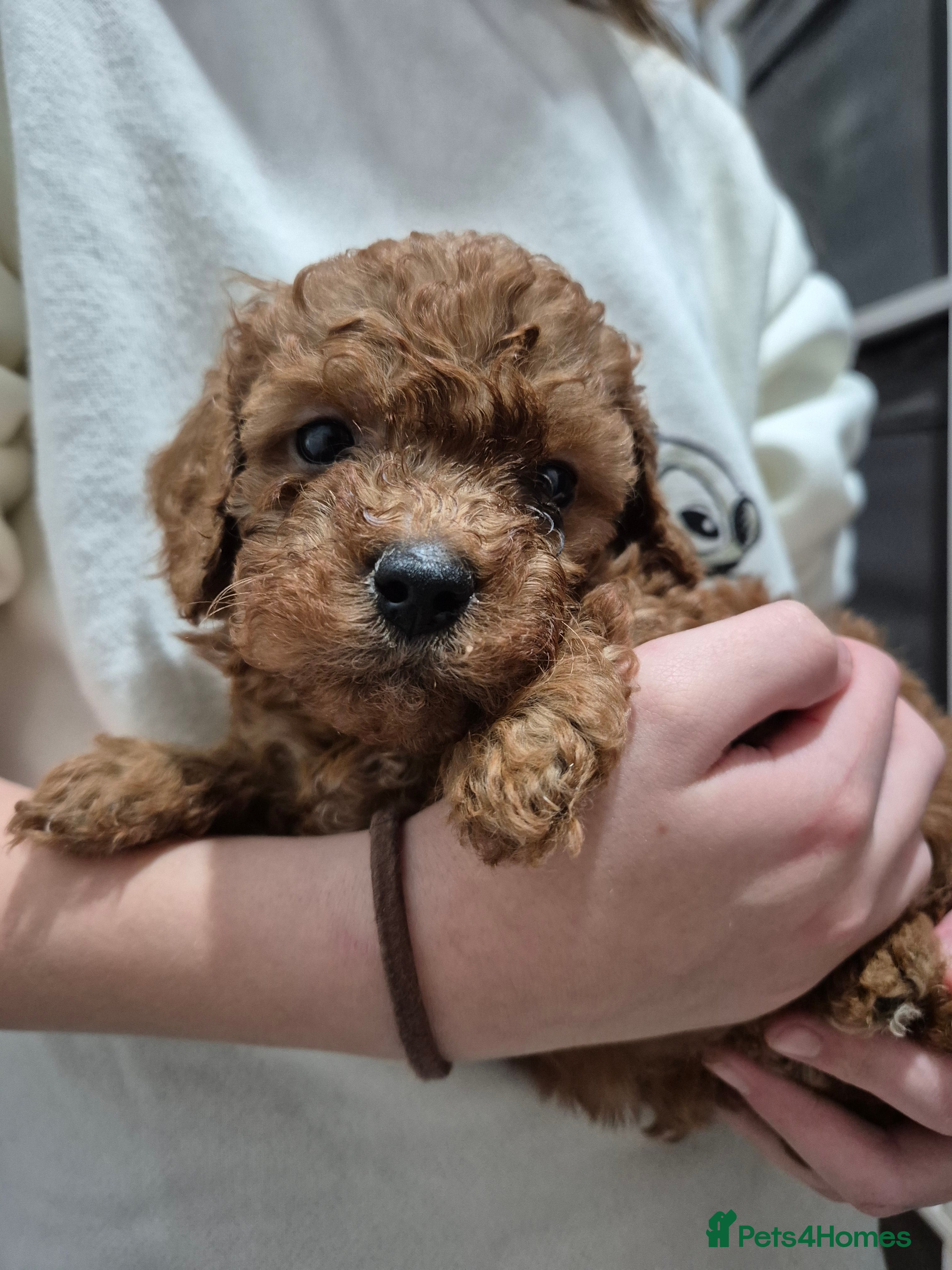 Cavapoo dogs TINY TOY CAVAPOO HEALTH TESTED  - Advert 3