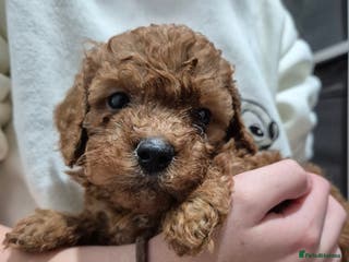 Cavapoo dogs TINY TOY CAVAPOO HEALTH TESTED - Advert 3