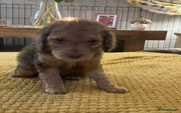 Cockapoo dogs for sale: Cockapoo puppies  - Image 9