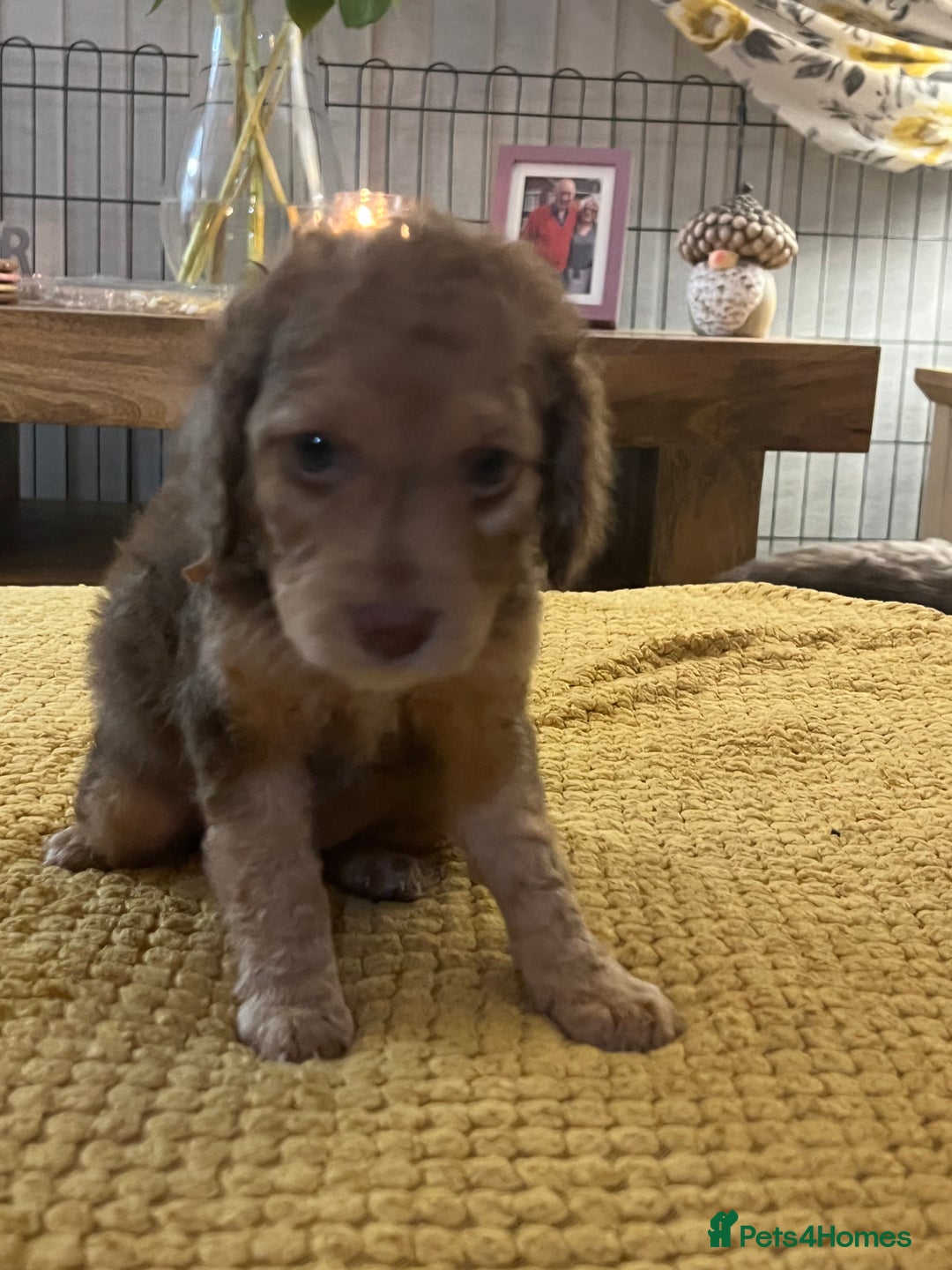 Cockapoo dogs for sale: Cockapoo puppies  - Image 9