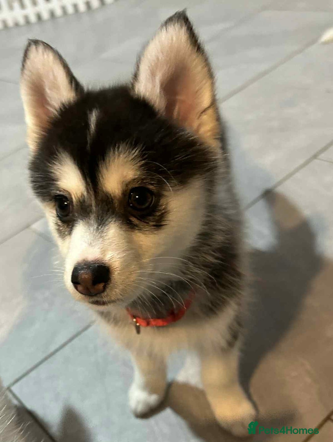 Pomsky dogs for sale: READY SMALL F4 POMSKY - Advert 32