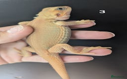 Bearded Dragon reptiles for sale: Witblits Bearded Dragon Babies ready now  - Image 6