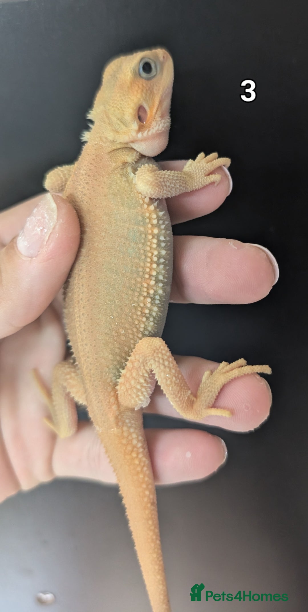 Bearded Dragon reptiles for sale: Witblits Bearded Dragon Babies ready now  - Image 6