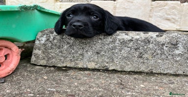 Cockerdor dogs - Advert 3
