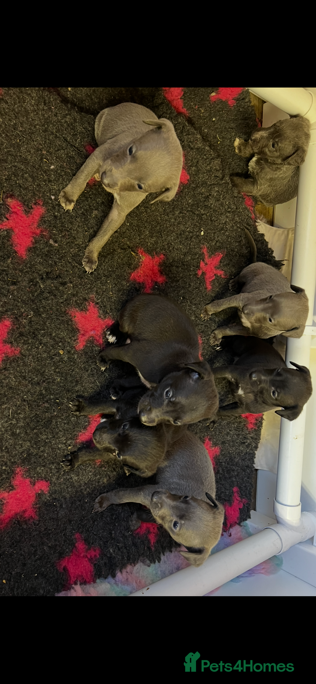 Whippet dogs for sale: Bedlington/Whippet Puppies - Advert 1