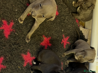 Whippet dogs for sale: Bedlington/Whippet Puppies - Advert 1