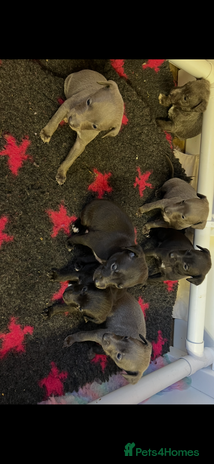 Whippet dogs Bedlington/Whippet Puppies - Advert 1