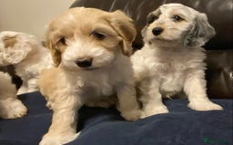 Cockapoo dogs for sale: Beautiful cockapoo puppy’s  - Image 27