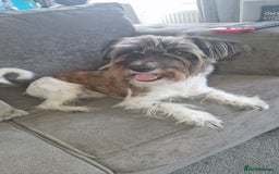 Yorkshire Terrier dogs for sale: Yorkshire terrier 2yr old  - Image 5