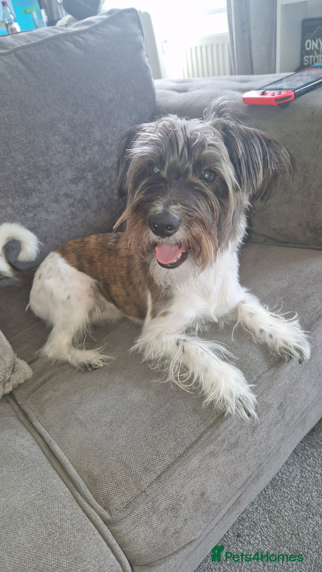 Yorkshire Terrier dogs for sale: Yorkshire terrier 2yr old  - Image 5