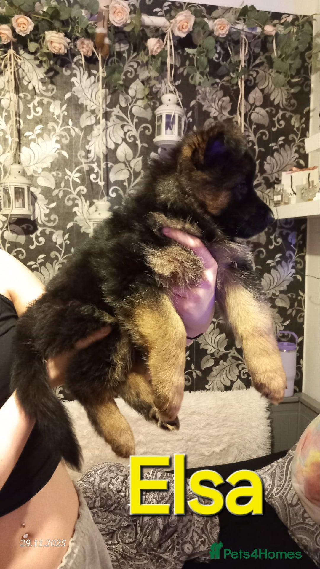German Shepherd dogs for sale: Excellent Long-Haired German Shepherd Puppies-KC - Advert 12