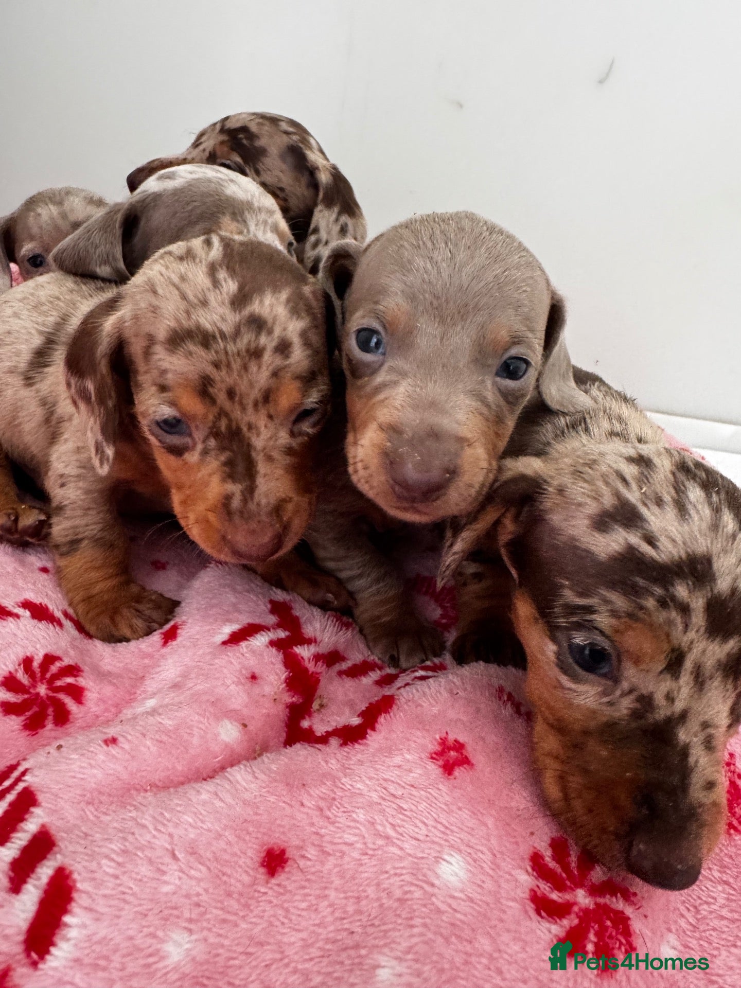 Miniature Dachshund dogs Ready to leave in 4 weeks!dachshund puppies!!  - Advert 1