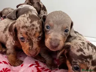 Miniature Dachshund dogs Ready to leave in 4 weeks!dachshund puppies!! - Advert 7