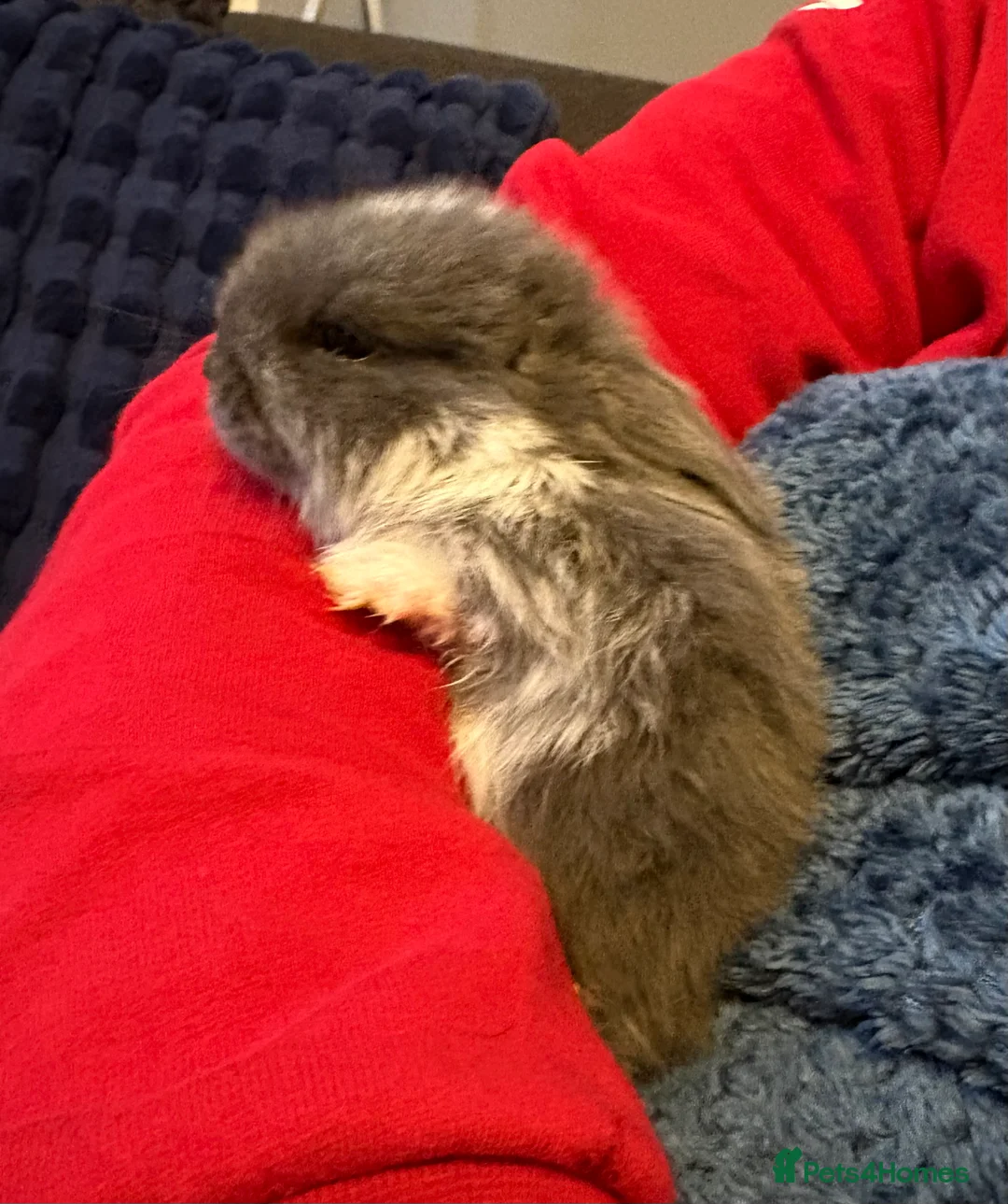Mini Lop rabbits for sale: Beautiful pure bred mini lop bunnies - Advert 14