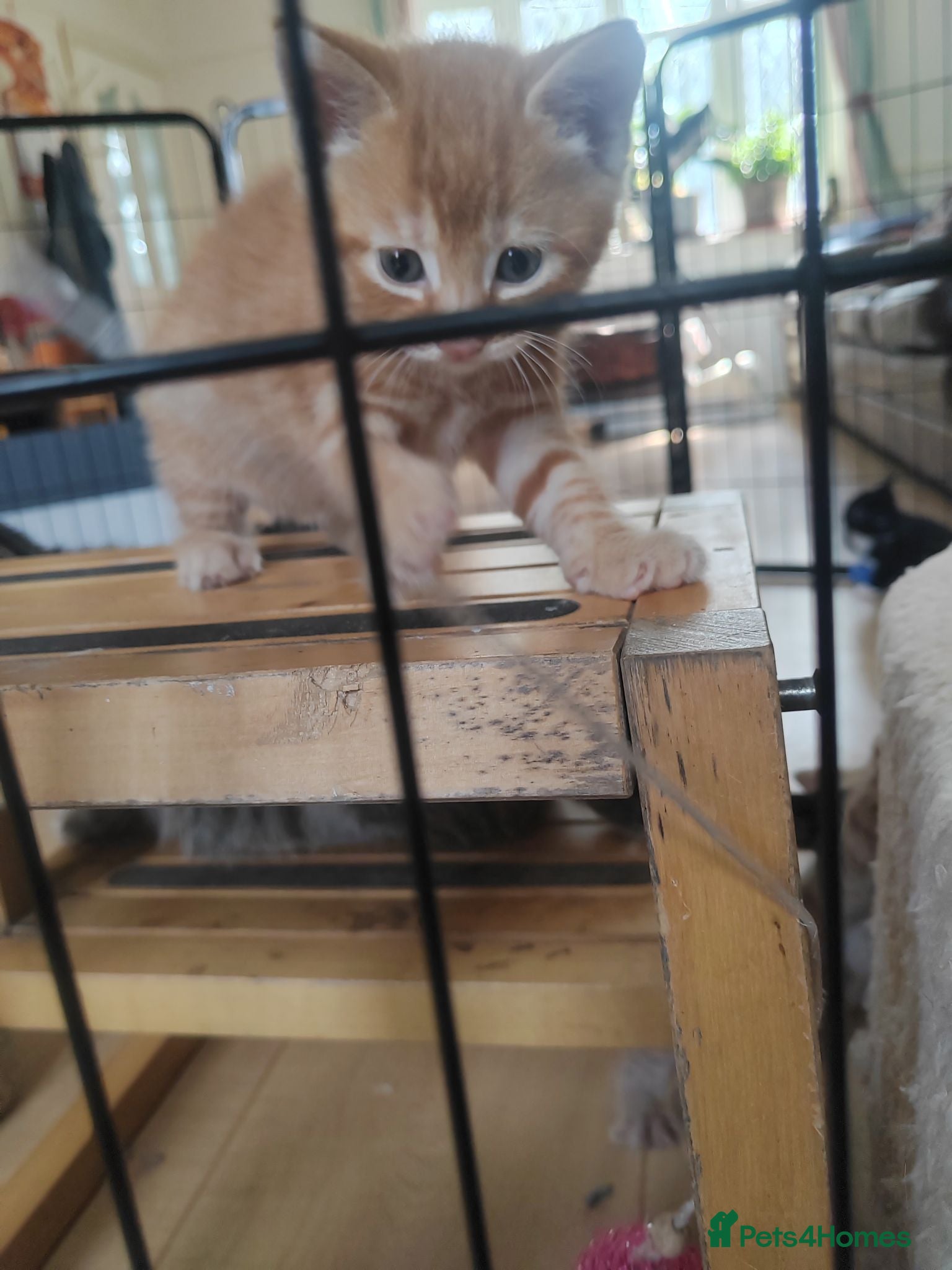 Mixed Breed cats Adorable kittens are looking for lovely home  - Advert 2