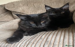 Maine Coon cats for sale: Pedigree Maine Coon Kittens - Image 5