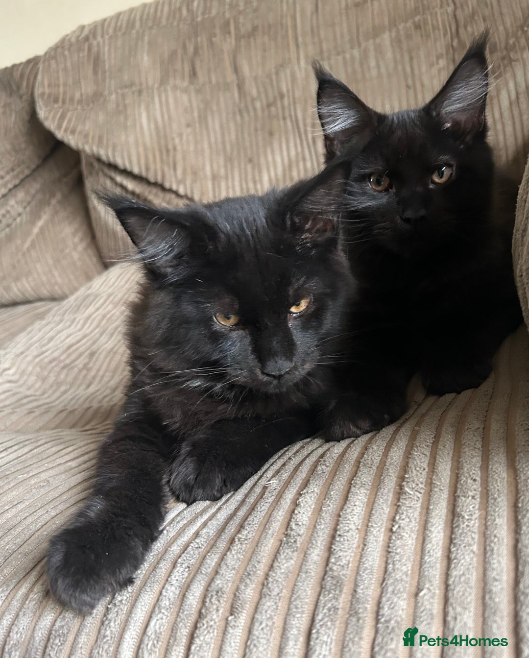 Maine Coon cats for sale: Pedigree Maine Coon Kittens - Image 5