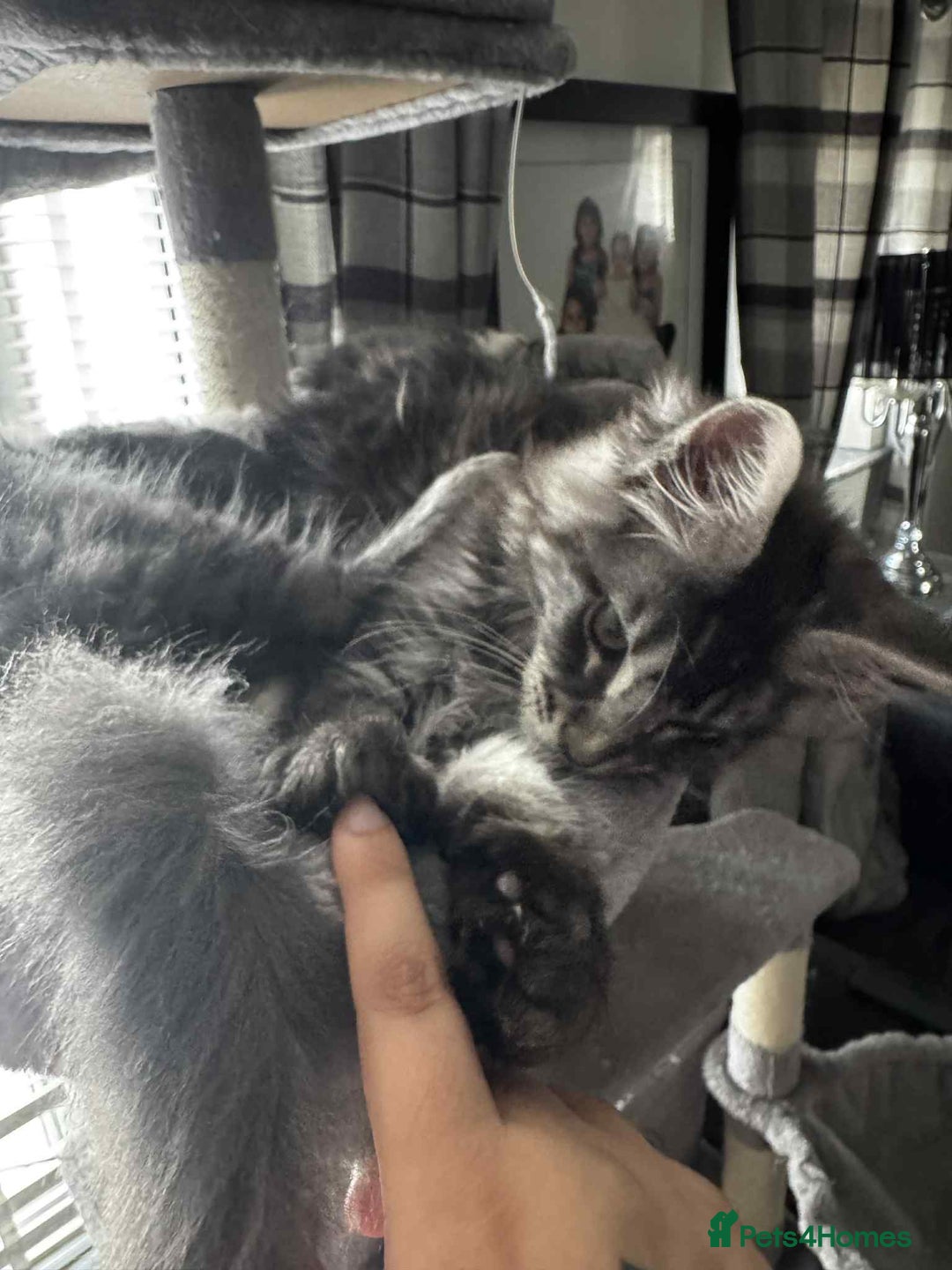 Maine Coon cats for sale: GCCF & TICA Reg Affectionate Maine Coon kittens - Image 29