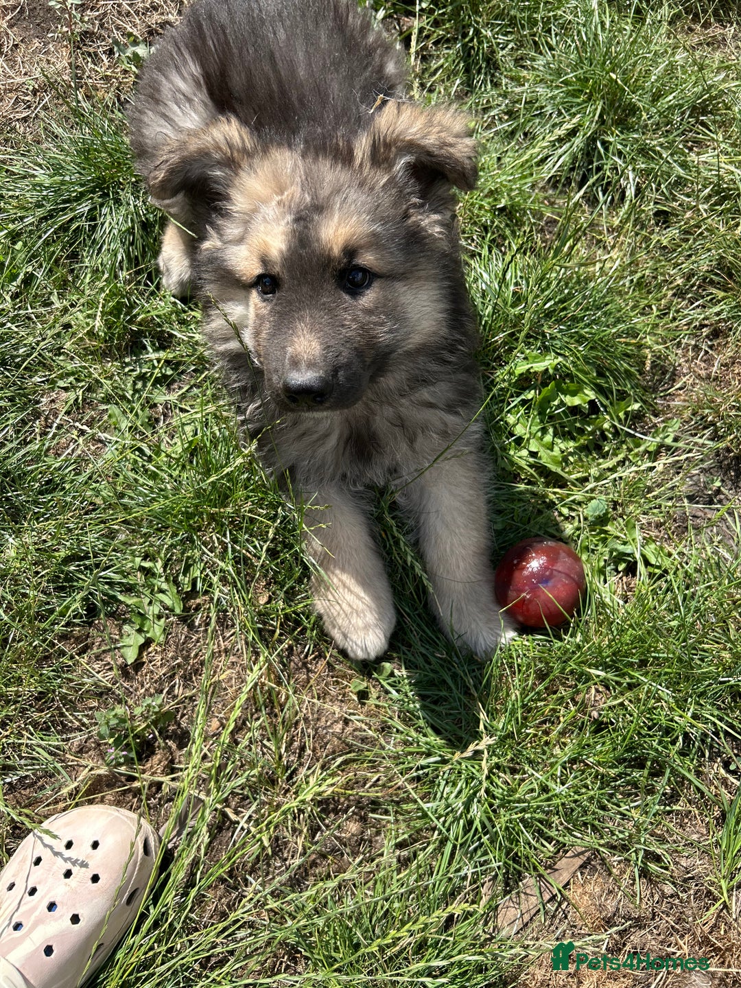 German Shepherd dogs for stud: Fendt  - Image 7