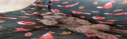 Cockapoo dogs for sale: 🌟 Superb chocolate sable cockapoo pups 🌟 in Maldon - Advert 26