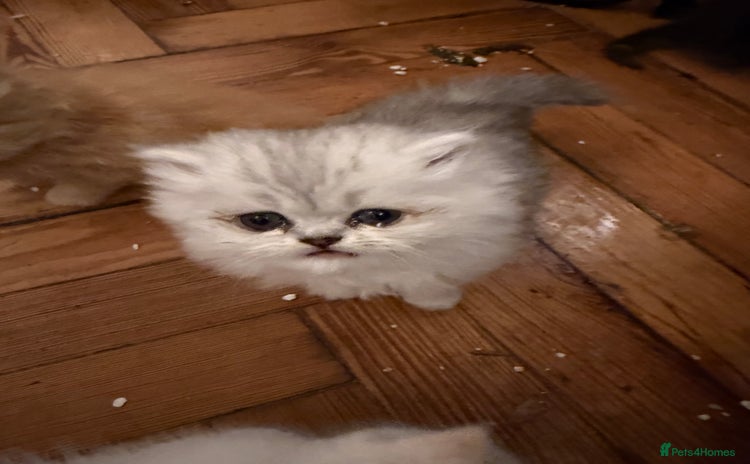 Exotic cats Beautiful Exotic kittens  - Advert 2