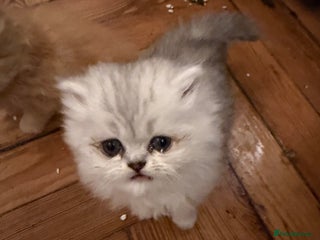 Exotic cats Beautiful Exotic kittens - Advert 16