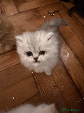 Exotic cats Beautiful Exotic kittens - Advert 2