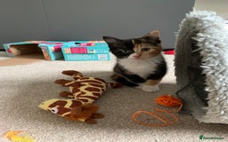 British Shorthair cats for sale: Three kittens ready for new home - Image 1