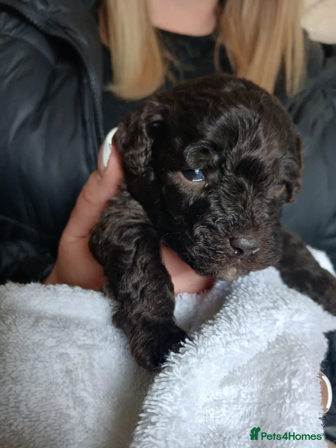 Havapoo dogs for sale: havapoo, beautiful puppies, 4 boys and 2 girls in Frome - Advert 2