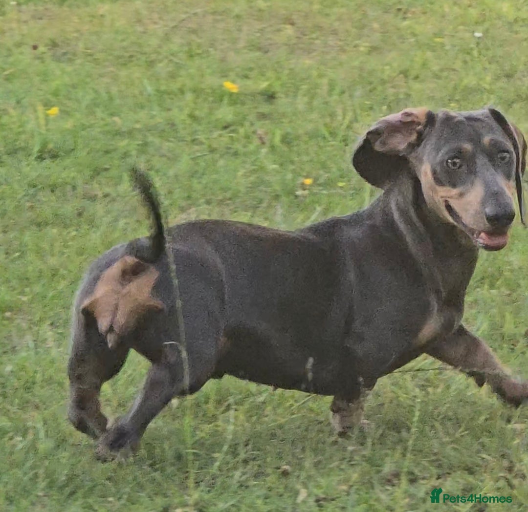 Miniature Dachshund dogs for sale: REDUCED Mini Dachsunds - Image 1