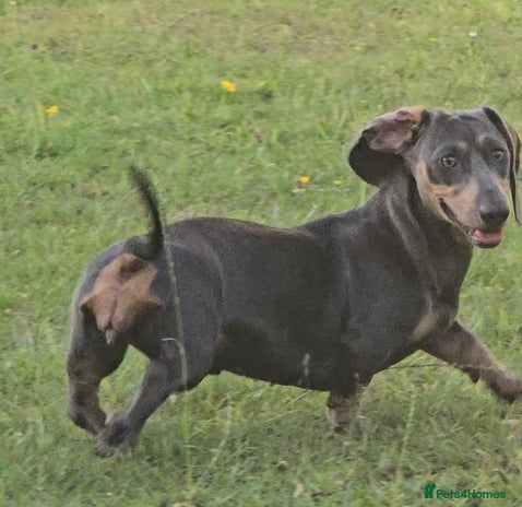 Miniature Dachshund dogs - Advert 12