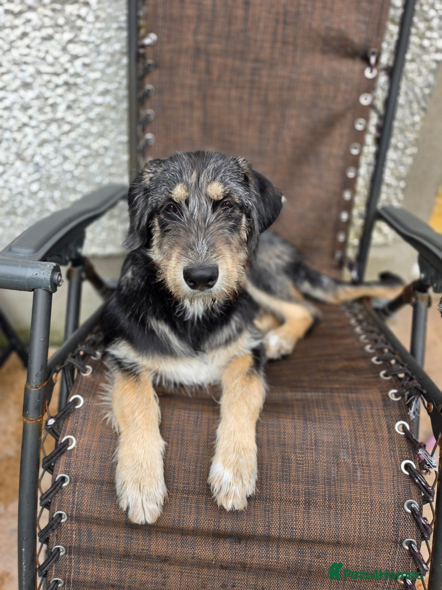 Mixed Breed dogs Beautiful family raised Husky x Springador Puppies - Advert 1