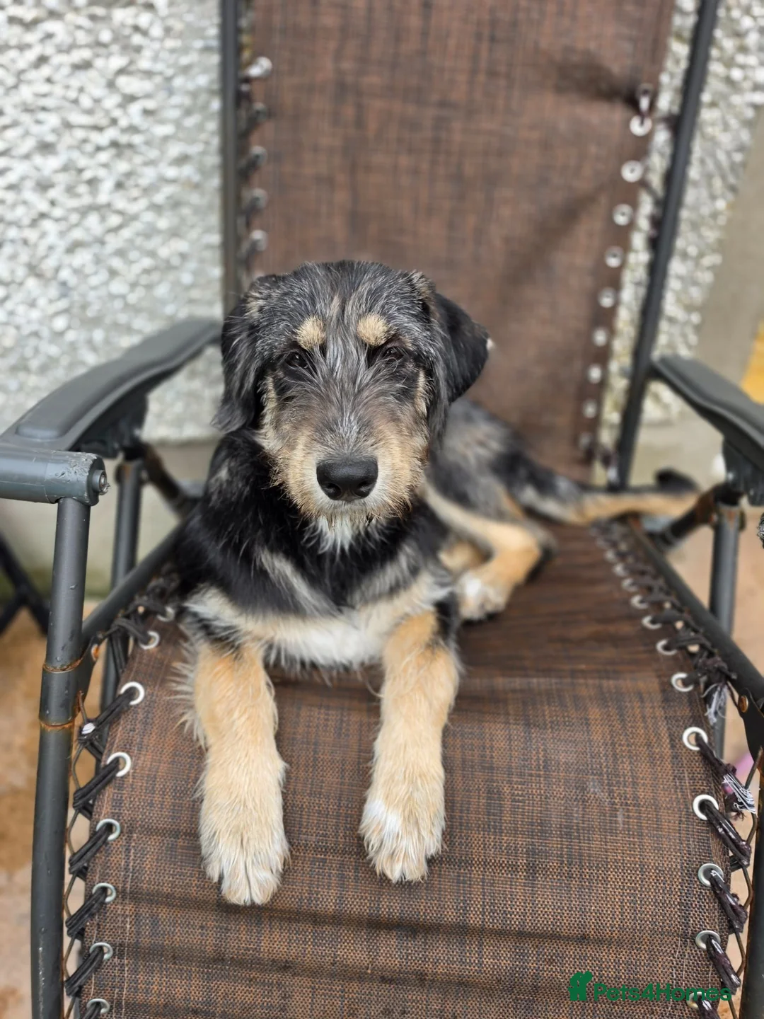Mixed Breed dogs for sale: Beautiful family raised Husky x Springador Puppies - Advert 1