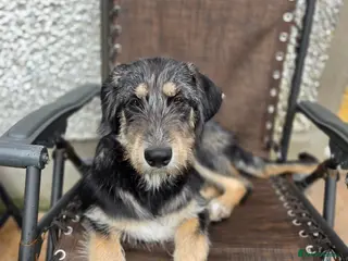 Mixed Breed dogs Beautiful family raised Husky x Springador Puppies - Advert 17